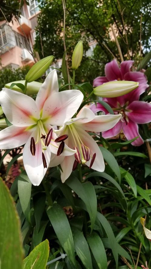 花和玉树相似之谜：新手容易混淆的花种揭秘