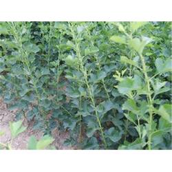 封闭除草剂， 小花椒苗的守护神