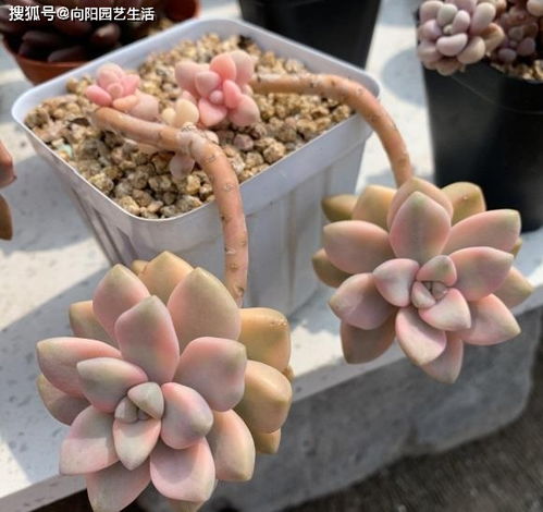 新疆多肉度夏技巧，如何安全度过高温挑战