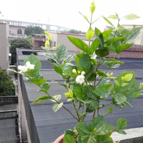 湖北省长适合种植哪些本土植物？这6种耐热植物越热越开花吗？