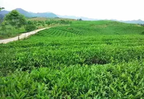 金浩茶油望城基地：掌握黄金种植时节，种出优质茶叶树苗