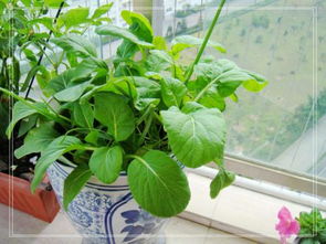 春季种啥菜？不同季节蔬菜种植时间表揭秘