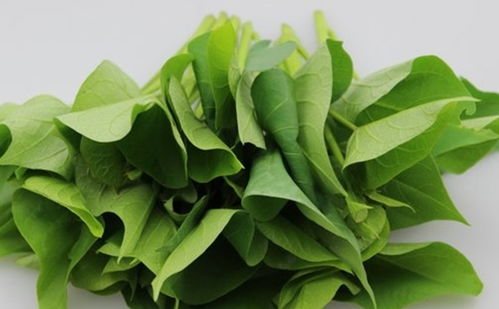 红薯叶的根茎能否食用，其营养价值和食用方法如何