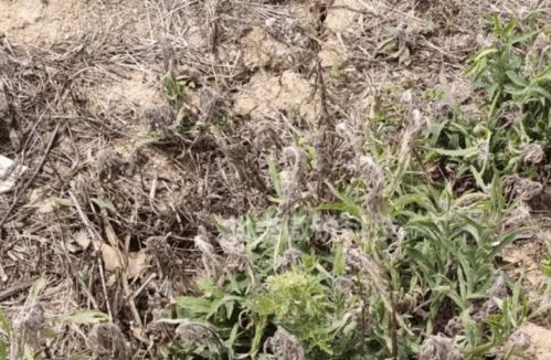 草甘膦：见绿就杀