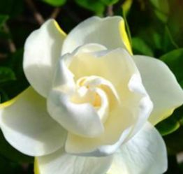 栀子花的常见烹饪方式