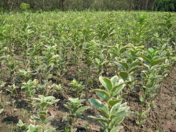 品种介绍：金边大叶黄杨的种植要领