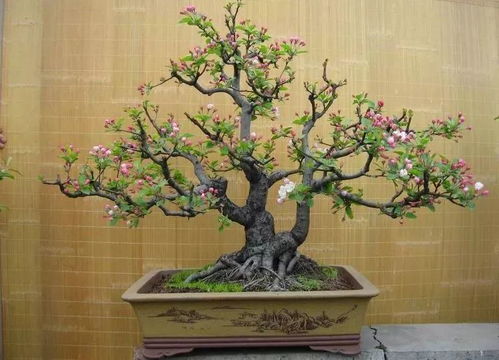 红薯也能成为盆景，你信吗