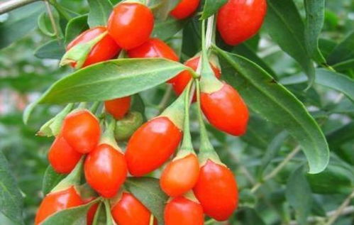 枸杞：雌雄同株，花界新宠！