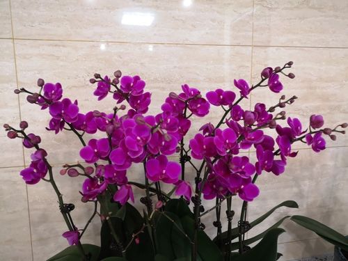 操作秘籍， 让你轻松养花