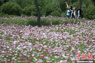这片林子种啥花Zui合适？吸引游客， 展现地域特色