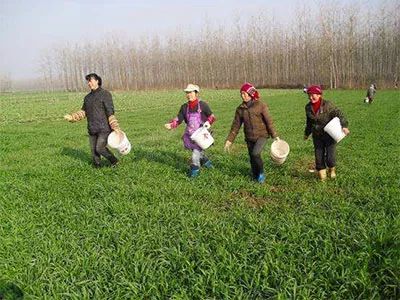 磷肥与有机肥的搭配