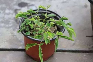 伊拉克蜜枣树：耐旱耐碱的奇迹