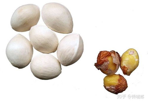 白果的食用方法，美味又健康