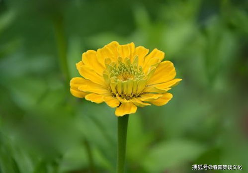 送菊花寓意着思念，不同场景下
