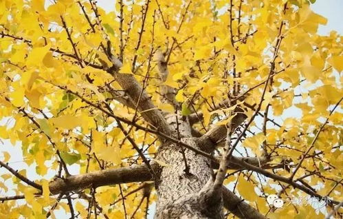 银杏树：古老而美丽的传说