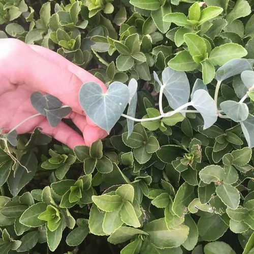 北方朋友的藤蔓种植心得