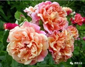 艾弗的玫瑰月季优点大揭秘
