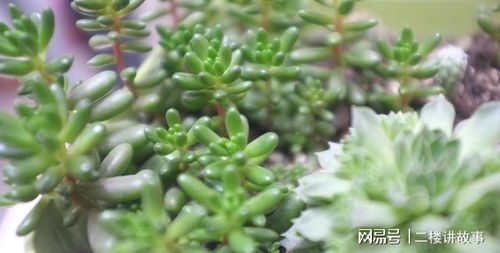 冬美人换盆后多久浇水？叶子发软怎么办？