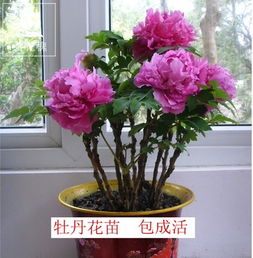 室内盆栽牡丹花如何进行合理的种植和养护才能保证其花朵艳丽且生长旺盛