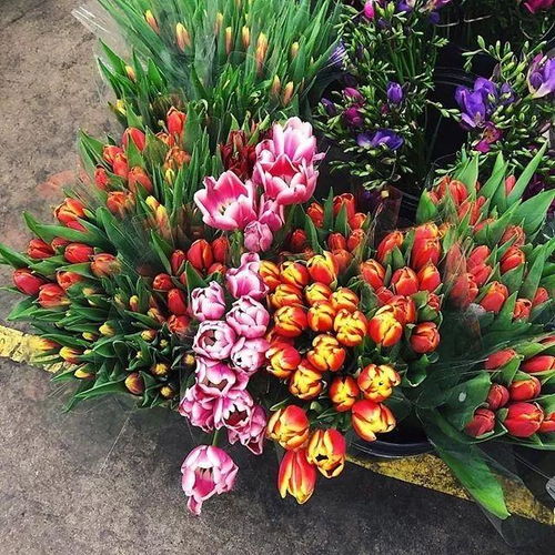 邯郸花卉种植推荐中，哪种市花市树品种最适合本地气候和土壤