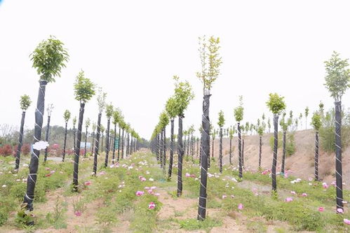 田间直播间， 直播新潮流