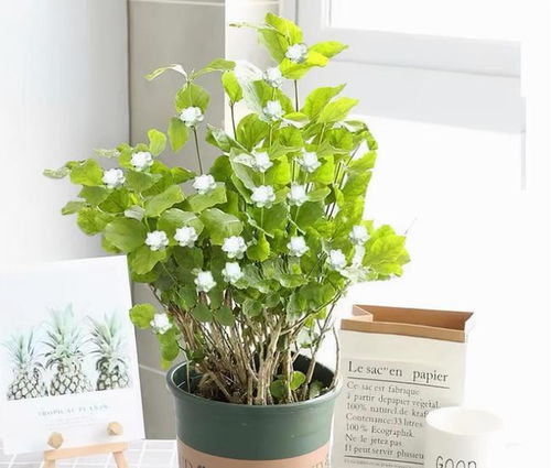 非洲茉莉：清香四溢的办公室