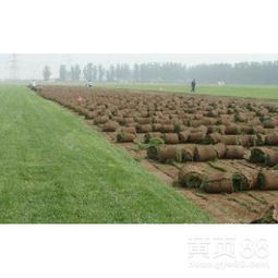 耐寒草地植物麦冬草那些事儿