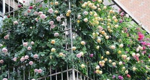 门外种花：懒人养护草本花卉的乐趣