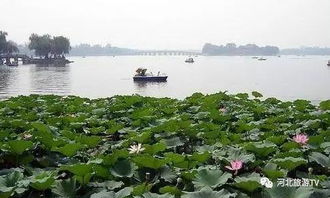 赏荷胜地一：西安世博园锦绣湖