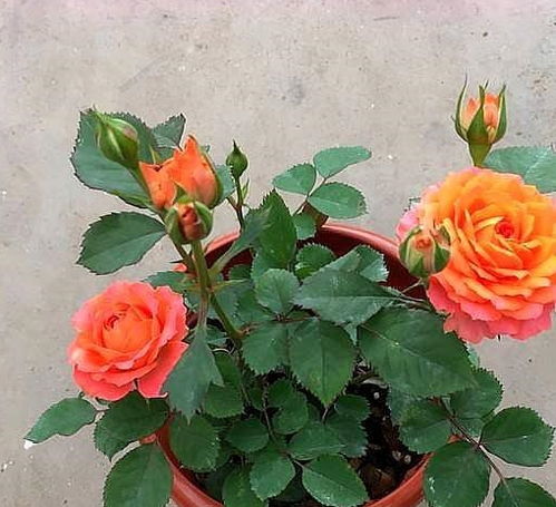 月季种植：扦插还是播种？