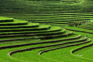 病害的详细解析