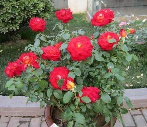 月季浇水，清水也有大作用