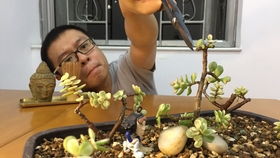 “雅乐之舞生死未卜，如何拆分双舞之谜