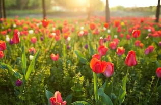 鲁冰花实验田， 科研与美景的邂逅