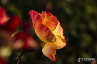 天津月季文化的独特传统习俗