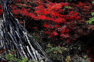 枫香， 香气扑鼻的枫树
