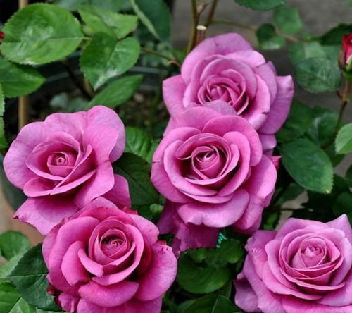 月季花， 美得让人心醉