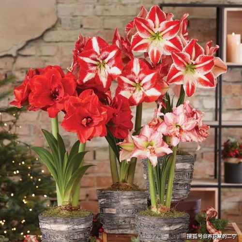 九十月开花品种大揭秘呃！五种养护省心又省钱的花卉推荐