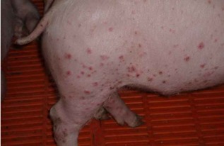 仔猪补铁过敏是什么原因引起的？如何有效防治？