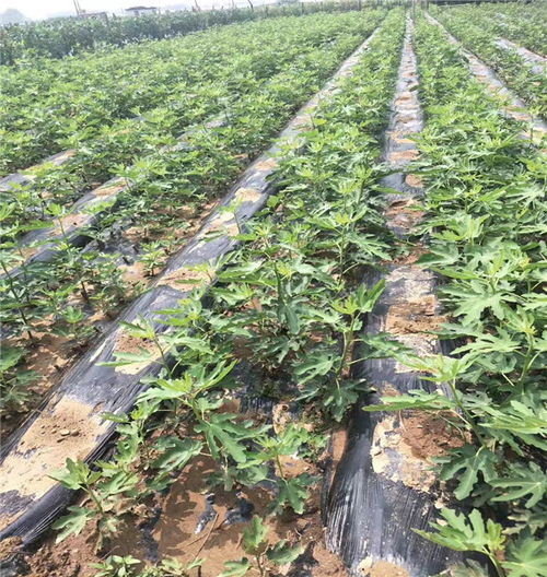 无花果种植苗床处理，涉及土壤消毒、施肥和排水等环节