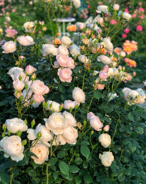 大花浓香月季品种大盘点， 庭院种植新选择