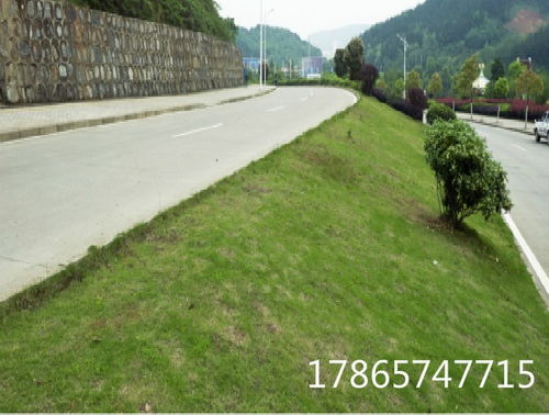 四季青草种子种植时如何准备土壤和妥善养护才能确保其成活率高