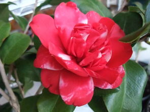 北方茶花品种推荐