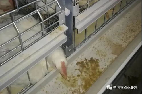 鸡群异常吐水，找准病因