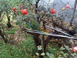 花木网， 月季价格行情