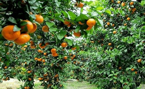 化肥农药的使用：双重刃剑