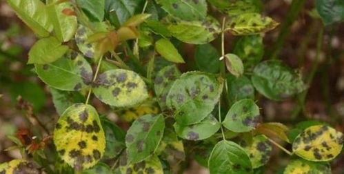 防治措施：月季的“健康之路”