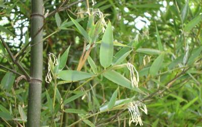 竹子开花，是自然现象