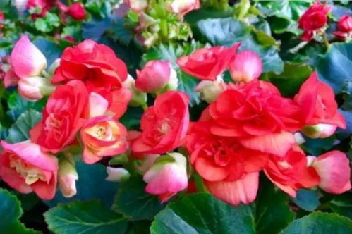 丽格海棠：金秋的浪漫