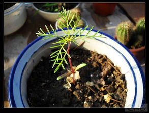 雷区三：浇水方式不对，苗子梗不行